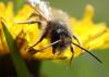Osmia sp.